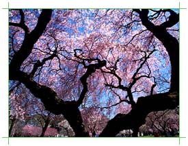 Under the Cherry Blossom Tree