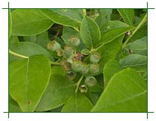 Blueberries