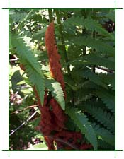 Just the ferns...