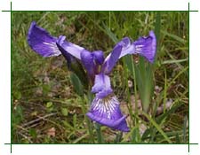 Wild Irises