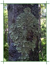 Lichen