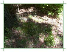 Shadows on the ground