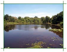 The Pond