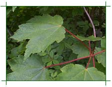 Red Maple