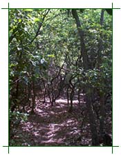 The Path