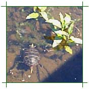 The Turtle