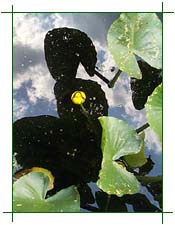 Water Lily
