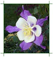 Columbine